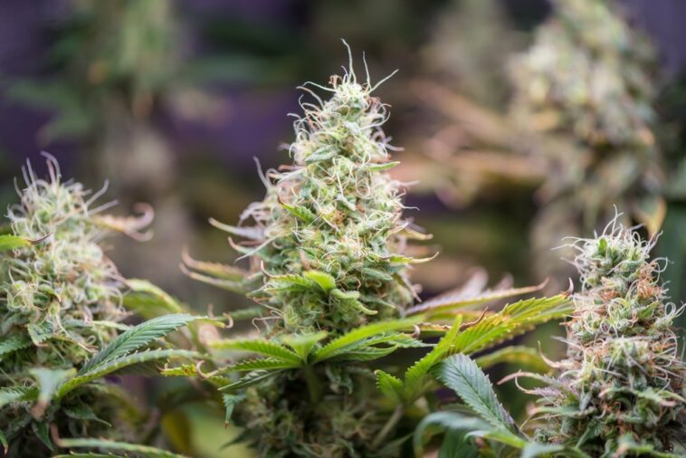 Miles de plantas de cannabis por valor de £ 3 millones encontradas en seis pisos dentro de una sala de bingo en el Reino Unido | Noticias de Buenaventura, Colombia y el Mundo