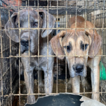 Más de 30 animales incautados de un criadero de Tennessee por crueldad animal | Noticias de Buenaventura, Colombia y el Mundo