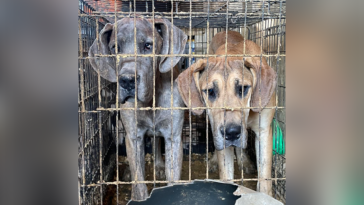 Más de 30 animales incautados de un criadero de Tennessee por crueldad animal | Noticias de Buenaventura, Colombia y el Mundo