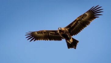 Las águilas extintas de 'El Señor de los Anillos' tenían una envergadura de 10 pies y probablemente podrían haber llevado un hobbit | Noticias de Buenaventura, Colombia y el Mundo