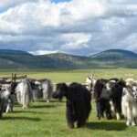 Consumo de leche de yak entre las élites del Imperio mongol | Noticias de Buenaventura, Colombia y el Mundo