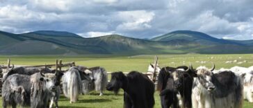 Consumo de leche de yak entre las élites del Imperio mongol | Noticias de Buenaventura, Colombia y el Mundo