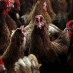Senegal dice que es probable que la gripe aviar H5N1 se haya propagado de las aves silvestres a las granjas | Noticias de Buenaventura, Colombia y el Mundo