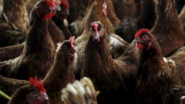 Senegal dice que es probable que la gripe aviar H5N1 se haya propagado de las aves silvestres a las granjas | Noticias de Buenaventura, Colombia y el Mundo