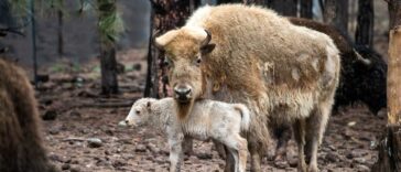Una rara cría de bisonte blanco 'uno en diez millones' acaba de nacer en Wyoming | Noticias de Buenaventura, Colombia y el Mundo