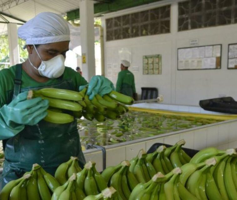 Sector bananero ve caída en su producción respecto a 2022 | Economía