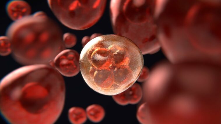Fusión de células de cáncer de ovario inducida por UPR: ¿un mecanismo que favorece la resistencia a los medicamentos? | Noticias de Buenaventura, Colombia y el Mundo