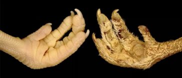 Los científicos cambiaron las escamas de las patas de pollo por plumas ajustando un solo gen | Noticias de Buenaventura, Colombia y el Mundo