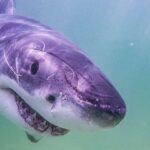 El grupo de ataques recientes de tiburones aparece en los titulares a medida que se acerca el inicio del verano: 'Evento aterrador' | Noticias de Buenaventura, Colombia y el Mundo