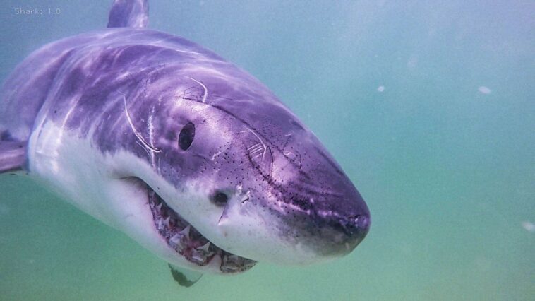 El grupo de ataques recientes de tiburones aparece en los titulares a medida que se acerca el inicio del verano: 'Evento aterrador' | Noticias de Buenaventura, Colombia y el Mundo