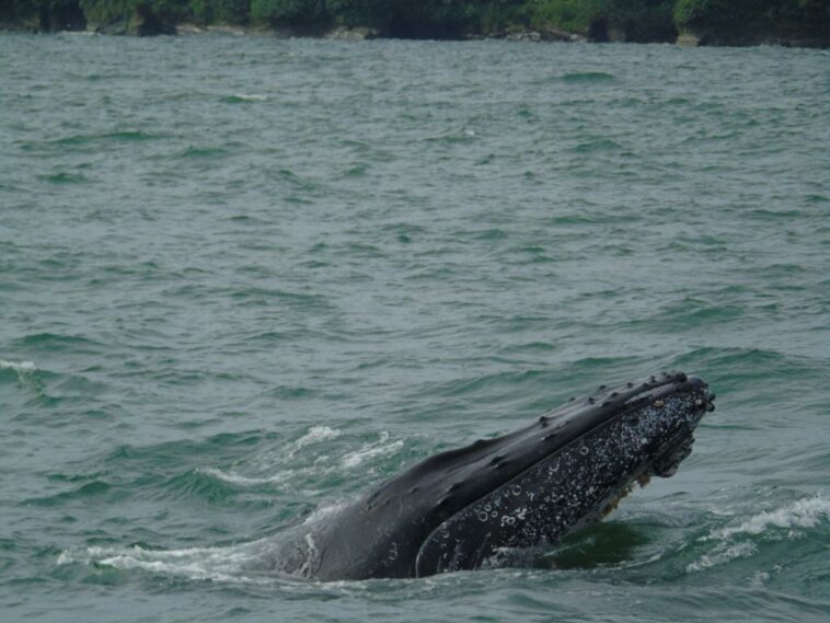 Tumaco le da la bienvenida a la temporada de avistamiento de ballenas | Noticias de Buenaventura, Colombia y el Mundo