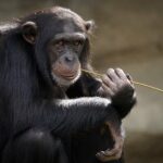 Se ha demostrado que la liberación gradual de primates en la naturaleza es eficaz | Noticias de Buenaventura, Colombia y el Mundo