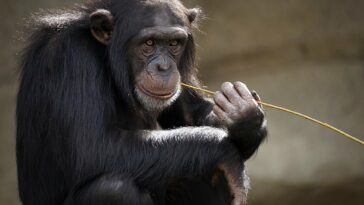 Se ha demostrado que la liberación gradual de primates en la naturaleza es eficaz | Noticias de Buenaventura, Colombia y el Mundo