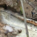 “Asesino de cocodrilos en serie” se burló de los lugareños después de la decapitación de un ícono turístico | Noticias de Buenaventura, Colombia y el Mundo