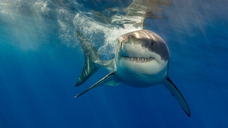 Los grandes tiburones blancos casi no tienen interés en comer humanos, confirma un estudio | Noticias de Buenaventura, Colombia y el Mundo