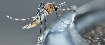 Aedes Aegypti, mosquito transmisor del dengue