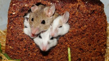 Un estudio con ratones muestra que la región del cerebro medio incita a las hembras a matar o cuidar a sus crías | Noticias de Buenaventura, Colombia y el Mundo