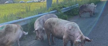 Cerdos sueltos en la carretera del área de St. Paul después de un accidente de semirremolque | Noticias de Buenaventura, Colombia y el Mundo