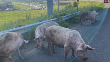 Cerdos sueltos en la carretera del área de St. Paul después de un accidente de semirremolque | Noticias de Buenaventura, Colombia y el Mundo