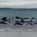 Escena desgarradora cuando una enorme manada de ballenas vara | Noticias de Buenaventura, Colombia y el Mundo