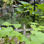 Cómo extender la temporada de crecimiento en su jardín y obtener múltiples cosechas de vegetales | Noticias de Buenaventura, Colombia y el Mundo