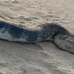 Una monstruosa serpiente de mar aparece en Queensland Sunshine Beach | Noticias de Buenaventura, Colombia y el Mundo