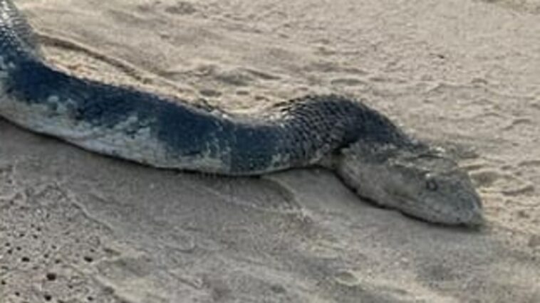 Una monstruosa serpiente de mar aparece en Queensland Sunshine Beach | Noticias de Buenaventura, Colombia y el Mundo