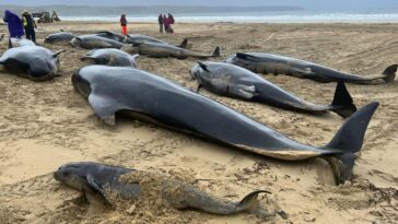 Expertos investigan uno de los peores varamientos de ballenas en Reino Unido | Noticias de Buenaventura, Colombia y el Mundo