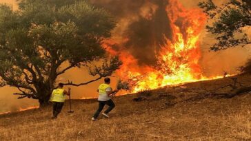 Incendios mortales azotan la costa de Argelia y se extienden a Túnez | Noticias de Buenaventura, Colombia y el Mundo