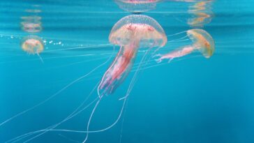 ¿Qué playas españolas tienen más medusas? Y qué hacer si te pican | Noticias de Buenaventura, Colombia y el Mundo