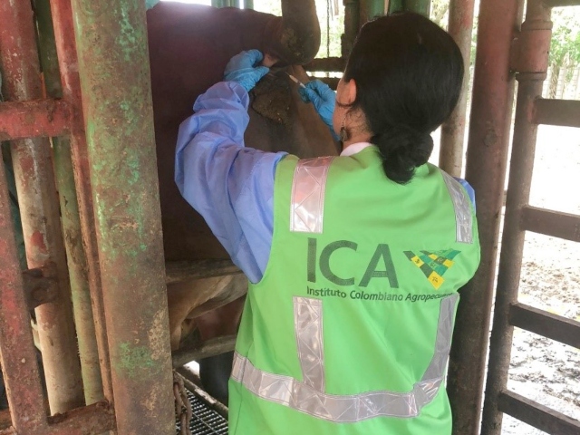 El ICA realizó pruebas de tuberculina a animales que se movilizaron al interior del país, procedentes de Arauca