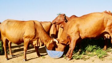 Observaciones de ganaderos a proyecto para acelerar compra de tierras | Economía