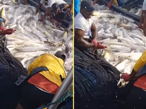 El video de la pesca de corvina en Tumaco, ha se vuelto viral. Hay polémica, unos cuestionan el método usado y su impacto. Fotos: captura vídeo Pesca Artesanal Tumaco Nariño