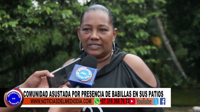 BABILLA EN ESTEROS DEL JARDIN | Noticias de Buenaventura, Colombia y el Mundo