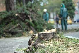 80 árboles deben ser talados en Buenaventura para evitar emergencias por fuertes lluvias que se avecinan | Noticias de Buenaventura, Colombia y el Mundo