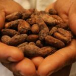 Cacaoteros latinoamericanos instan en el impulso de producción sostenible | Agro | Economía