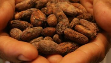 Cacaoteros latinoamericanos instan en el impulso de producción sostenible | Agro | Economía