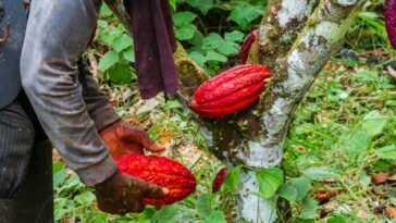 Compañías de chocolate llegaron a Tumaco a rueda de negocio cacaotera | Regiones | Economía