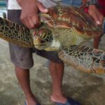 Rescate ciudadano le arrebató tortuga marina al comercio ilegal | Noticias de Buenaventura, Colombia y el Mundo