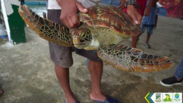 Rescate ciudadano le arrebató tortuga marina al comercio ilegal | Noticias de Buenaventura, Colombia y el Mundo