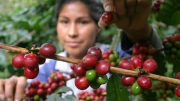 Café robusta, la nueva actividad que pide más atención en el sector | Agro | Economía