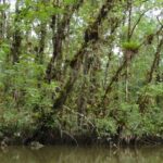 Inicia programa de restauración del ecosistema manglar en Papagayo | Noticias de Buenaventura, Colombia y el Mundo