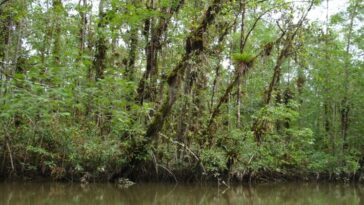 Inicia programa de restauración del ecosistema manglar en Papagayo | Noticias de Buenaventura, Colombia y el Mundo