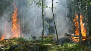 "Emergencia Nacional: Incendios Forestales Avanzan en Colombia bajo la Amenaza del Fenómeno de El Niño" | Noticias de Buenaventura, Colombia y el Mundo