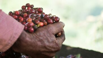 ¿El café que se ofrece en el Foro Económico Mundial 2024 es colombiano o extranjero? | Gobierno | Economía
