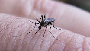 Alerta en el Valle del Cauca: Pico Alarmante de Contagios de Dengue con más de 1400 Casos Semanales" | Noticias de Buenaventura, Colombia y el Mundo