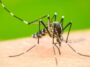 Alerta epidemiológica: aumento preocupante de casos de dengue en el Quindío