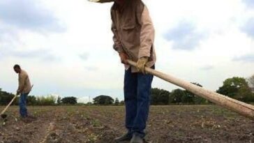 Por qué el agro en Bolivar ha sido el más afectado por el fenómeno de El Niño | Agro | Economía