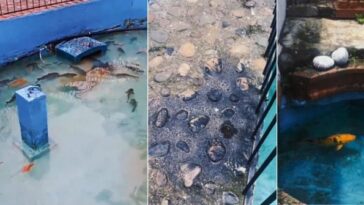 Muerte de peces en la fuente de Circasia por derrame de aceite causó indignación