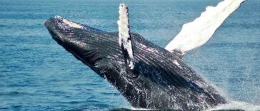 Prepárese para la temporada de avistamiento de ballenas en el Pacífico colombiano